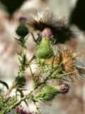 Смотреть изображение Cirsium vulgare