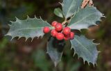 Смотреть изображение Ilex aquifolium