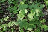 View full-size image Aconitum septentrionale
