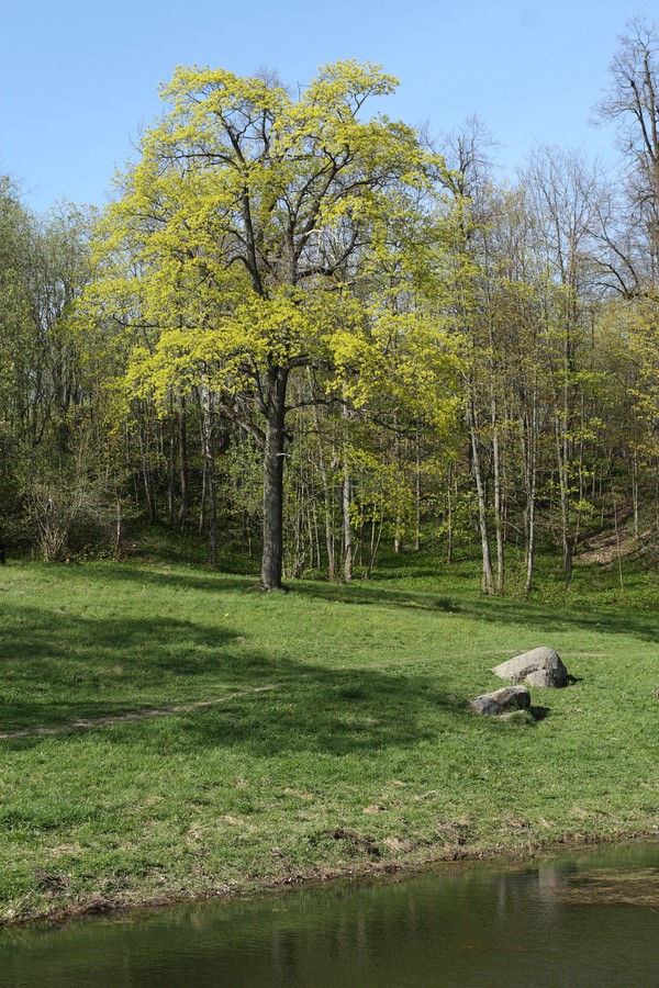 Image of Acer platanoides specimen.