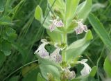 Ajuga laxmannii