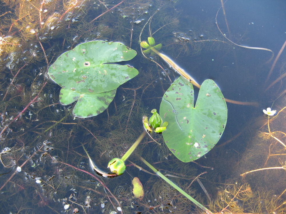 Image of Nuphar pumila specimen.