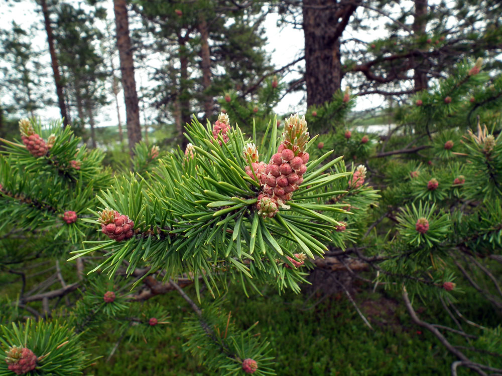 Image of Pinus friesiana specimen.