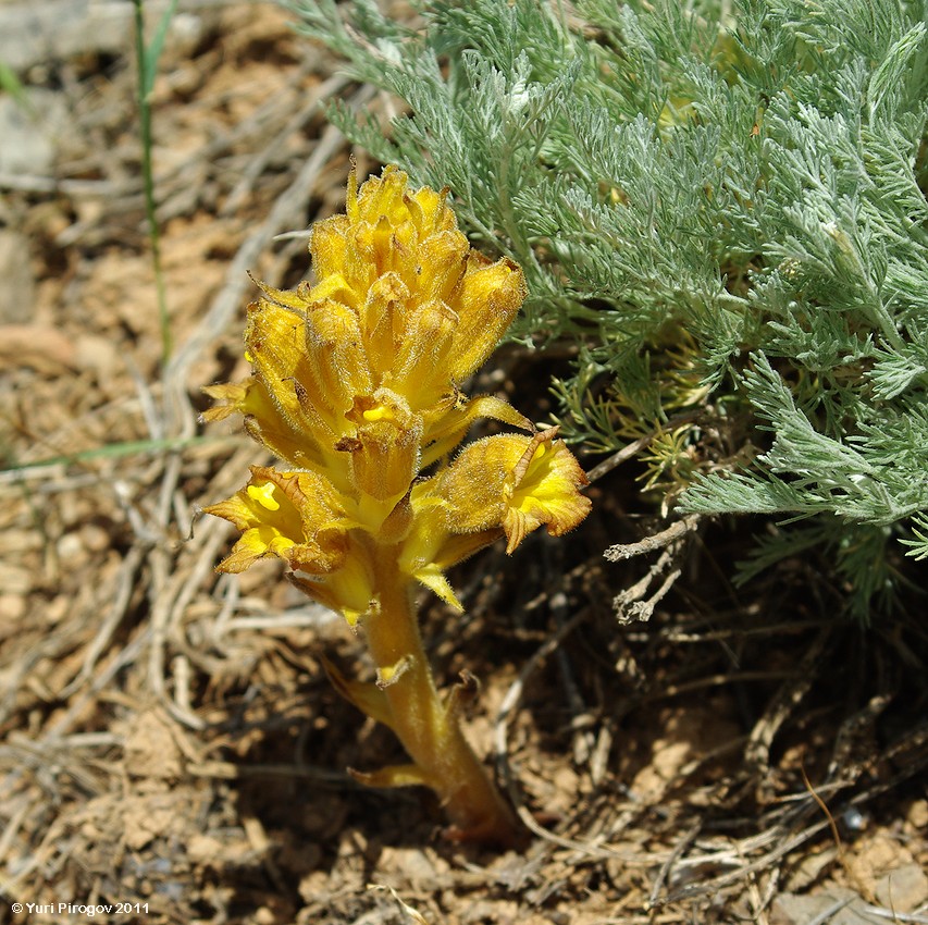 Image of Orobanche gigantea specimen.