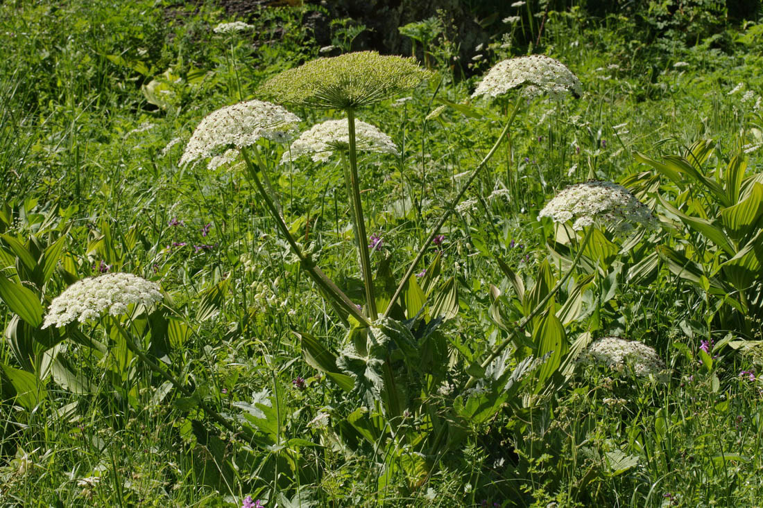 Image of Heracleum leskovii specimen.