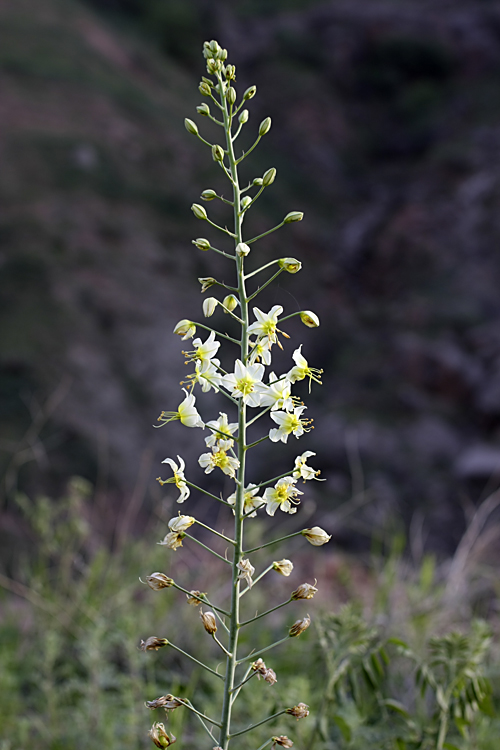 Изображение особи род Eremurus.