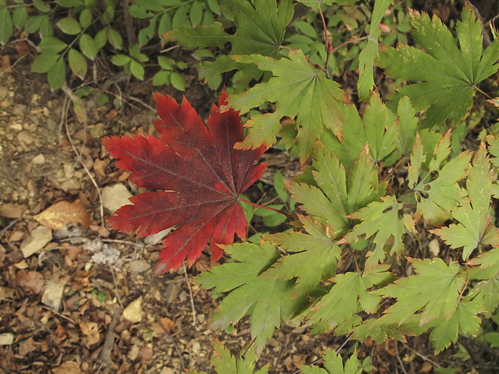 Image of Acer pseudosieboldianum specimen.