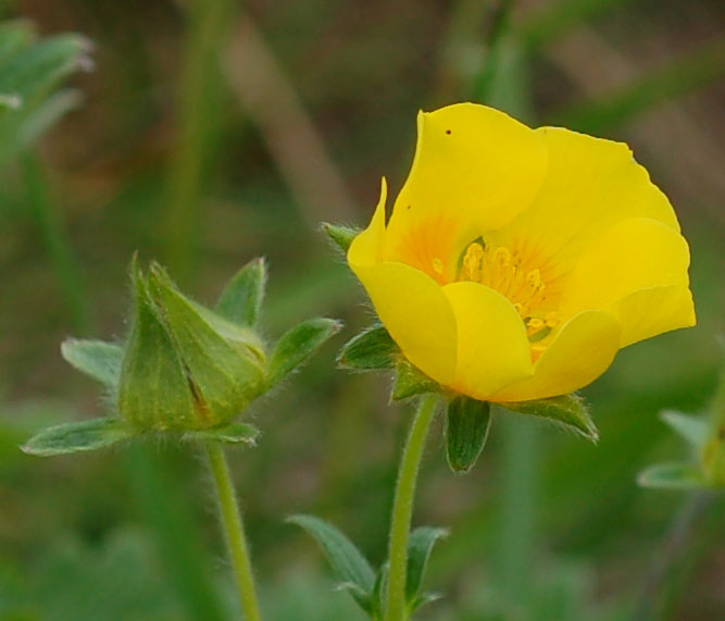 Изображение особи род Potentilla.