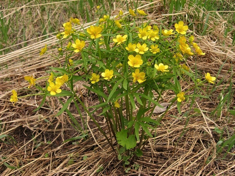 Изображение особи Ranunculus monophyllus.