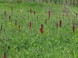 Echium russicum. Группа цветущих растений на участке с примесью сорных растений вдоль лесополосы. Украина, Донецкая обл., Константиновский р-н, долина р. Калиновка. 27.05.2011.