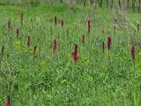 Смотреть изображение Echium russicum