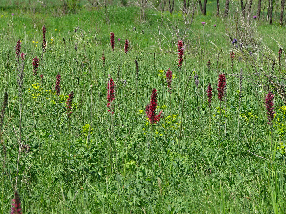 Image of Echium russicum specimen.