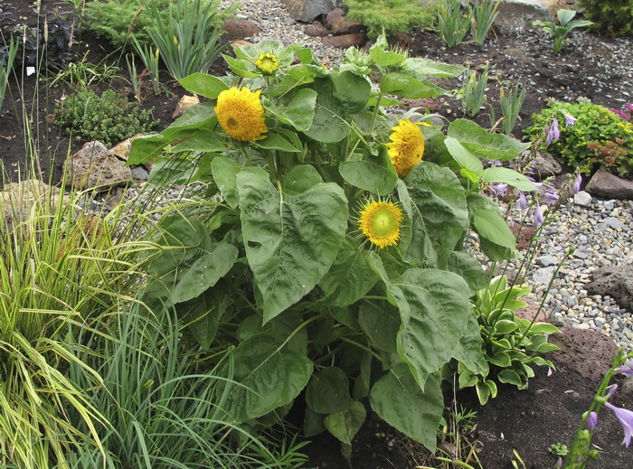 Image of Helianthus annuus specimen.