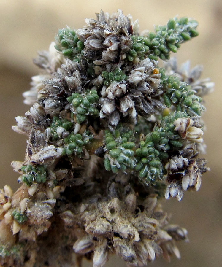 Image of Herniaria fruticosa specimen.