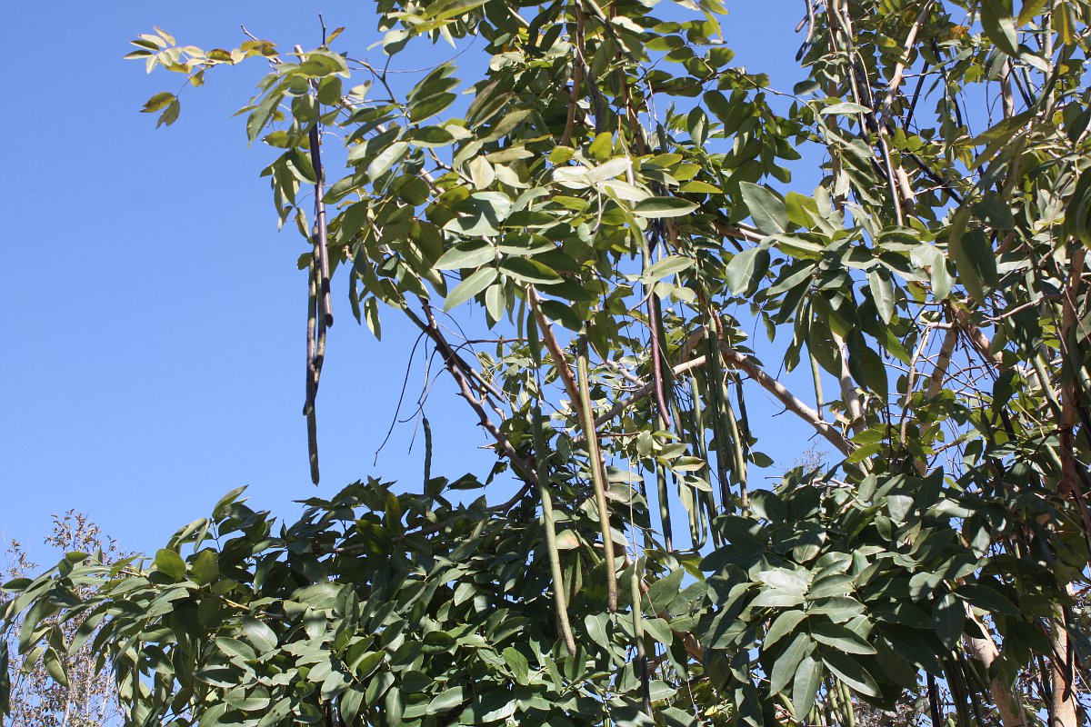 Image of Cassia fistula specimen.