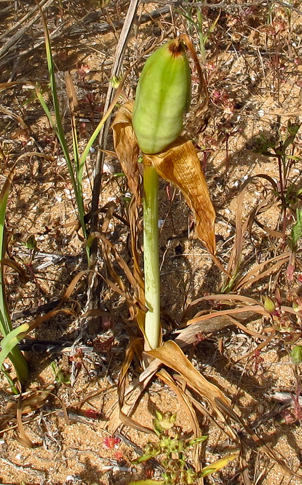 Image of Iris atropurpurea specimen.