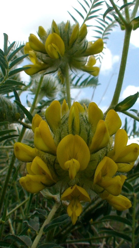 Image of Astragalus finitimus specimen.