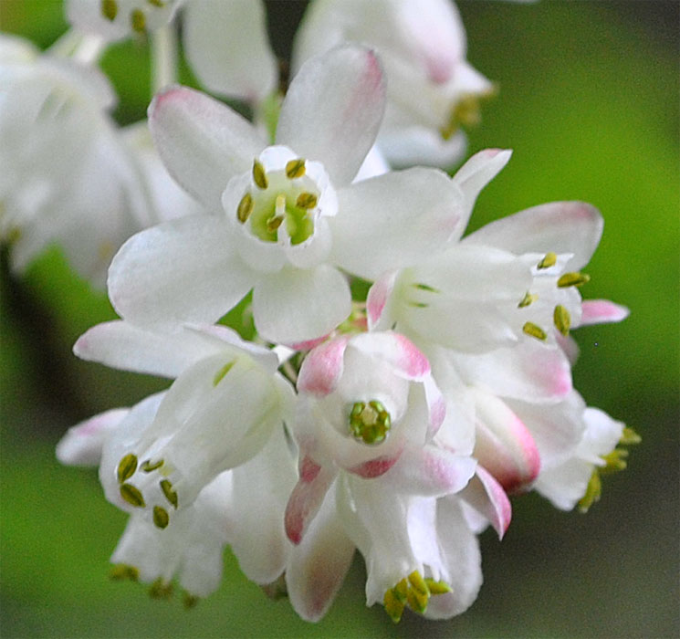 Изображение особи Staphylea pinnata.