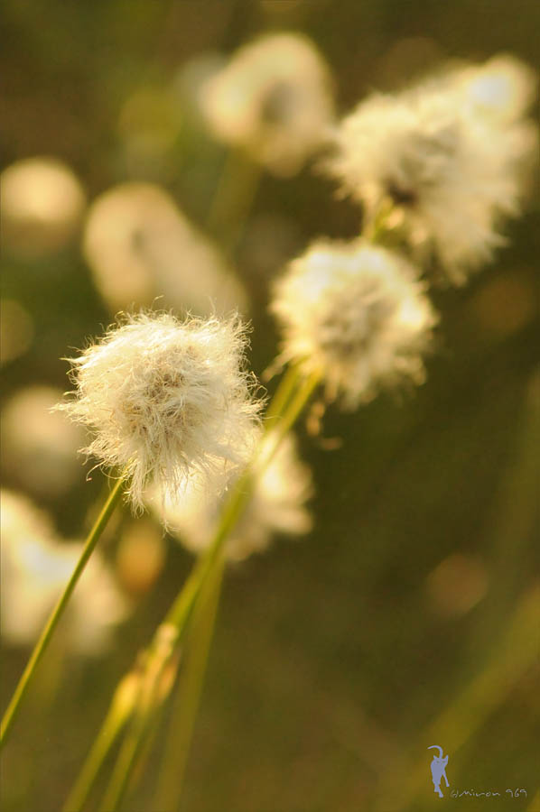 Изображение особи род Eriophorum.