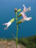 Stachys angustifolia. Соцветие. Южный Берег Крыма, гора Аюдаг. 5 июля 2012 г.