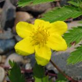 Potentilla anserina. Цветок с 6 лепестками. Республика Хакасия, Ширинский р-н, окр. с. Ефремкино, обочина дороги. 19.07.2012.