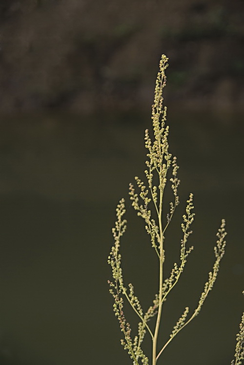 Image of Chenopodium album specimen.