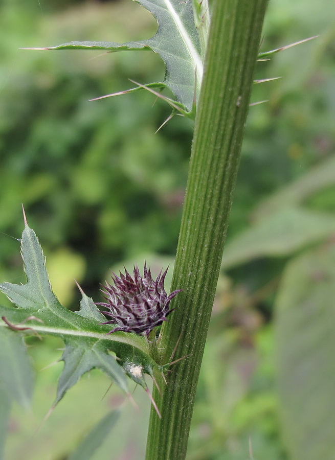 Image of Cirsium pendulum specimen.