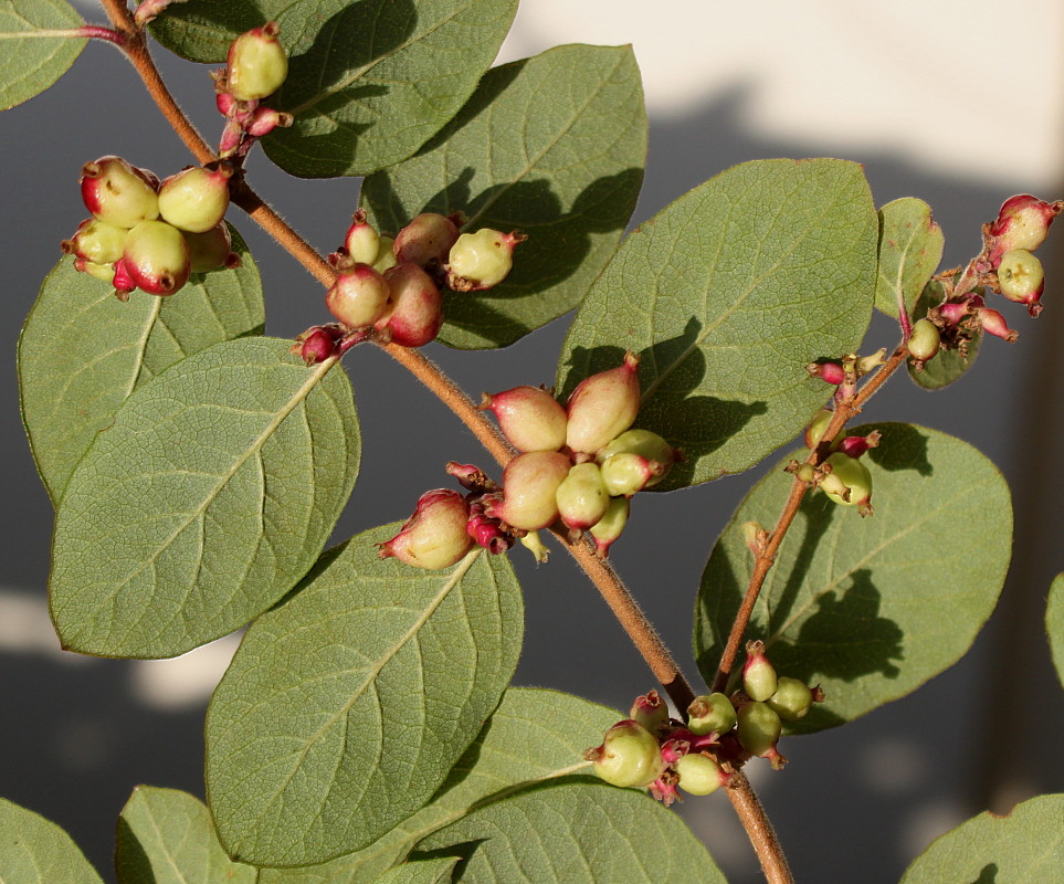 Image of Symphoricarpos &times; doorenbosii specimen.