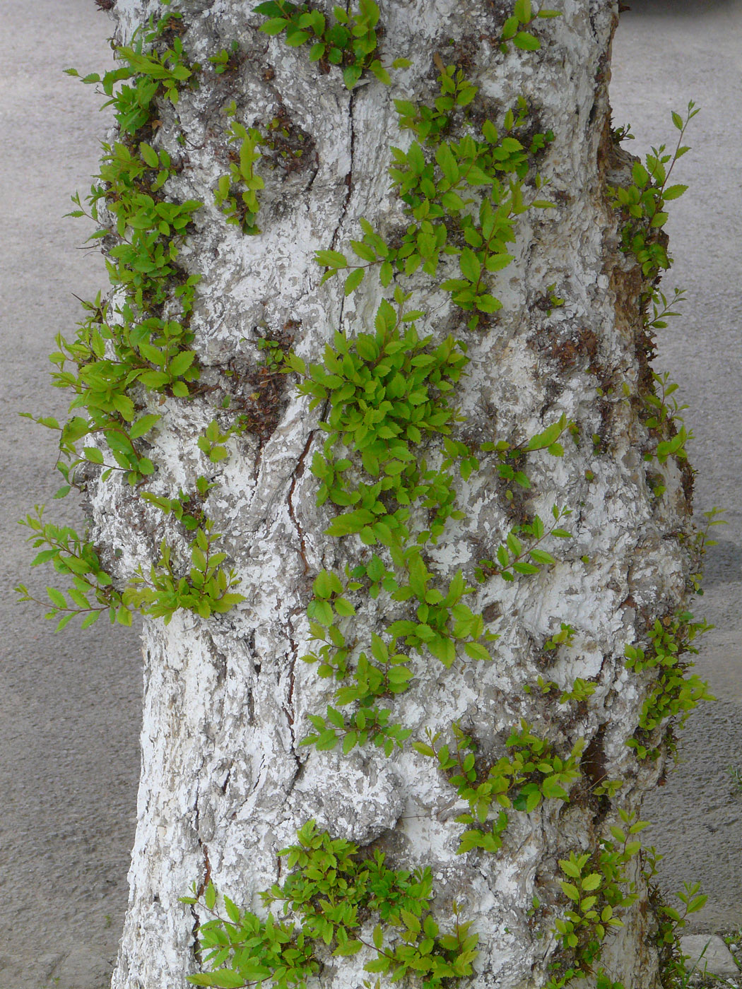 Image of Ulmus pumila specimen.