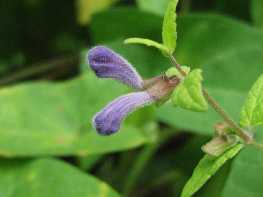 Image of Scutellaria galericulata specimen.