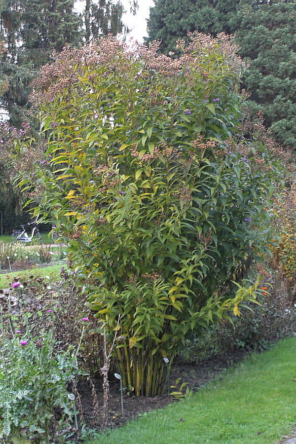 Image of Vernonia arkansana specimen.