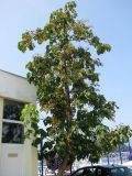 Смотреть изображение Paulownia tomentosa