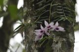 Dendrobium anosmum