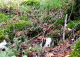 Смотреть изображение Cyclamen purpurascens