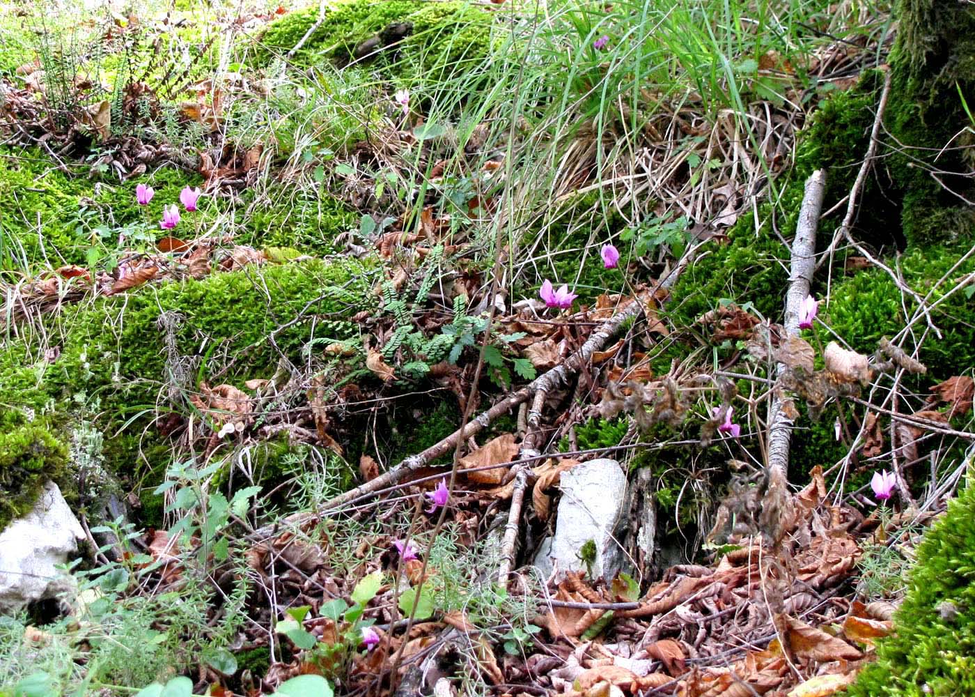 Image of Cyclamen purpurascens specimen.