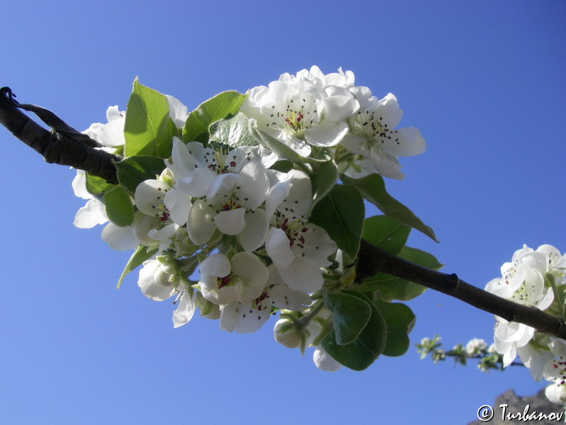 Image of Pyrus elaeagrifolia specimen.