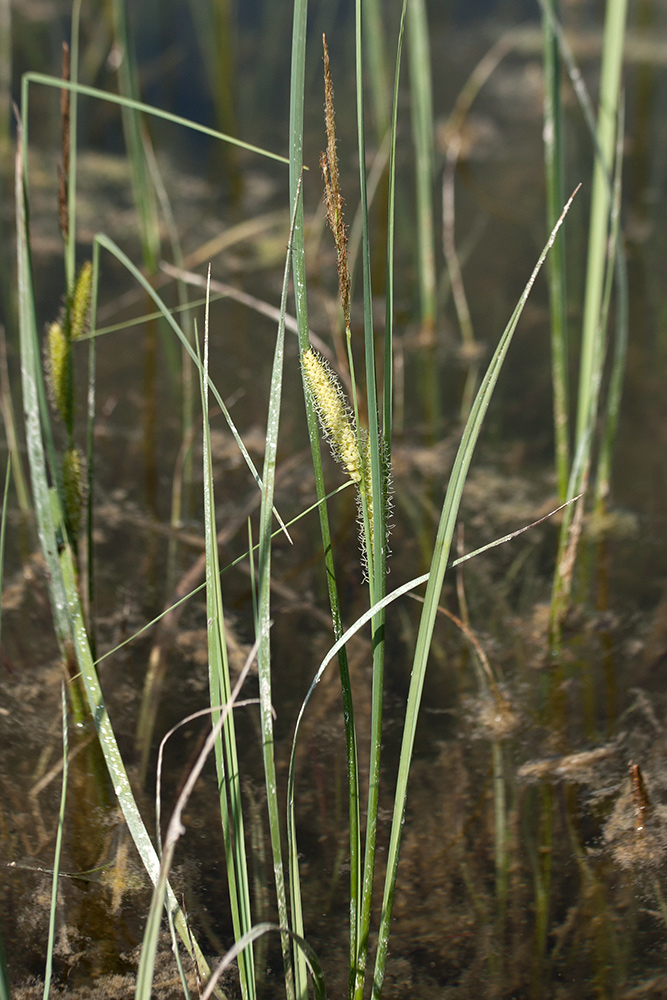 Изображение особи Carex rostrata.