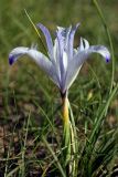 Iris tenuifolia. Цветок. Южный Казахстан, южный берег оз. Кызылколь. 10.04.2013.
