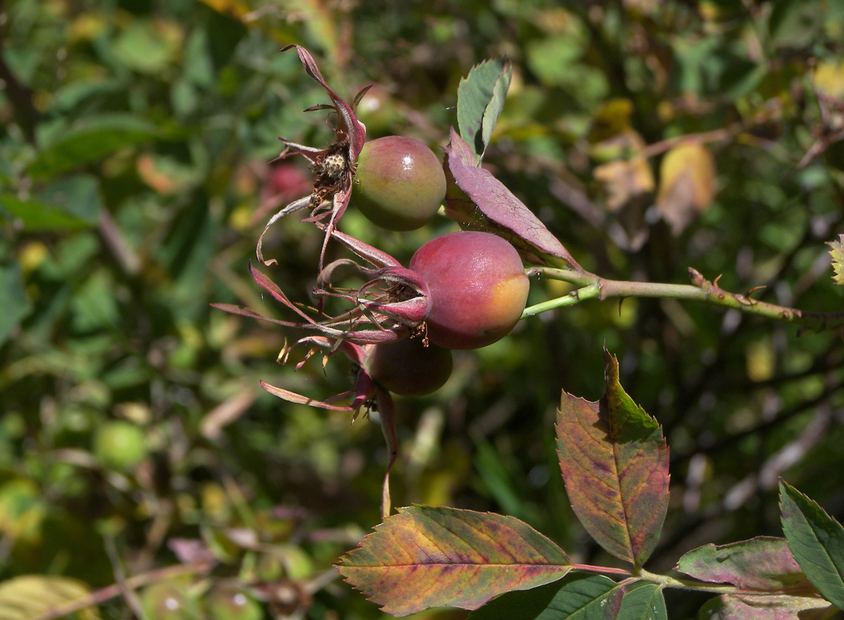 Image of Rosa balcarica specimen.