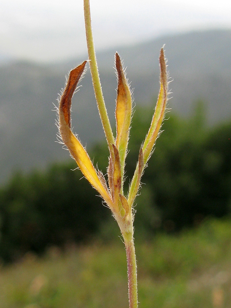 Image of Lomelosia micrantha specimen.