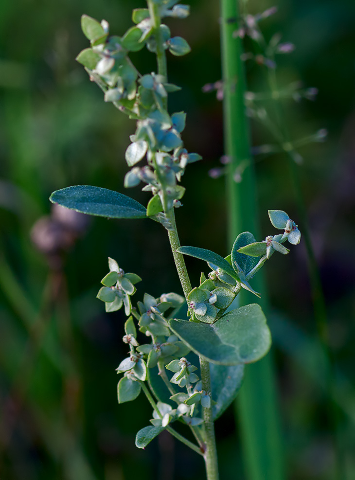 Image of Atriplex sagittata specimen.