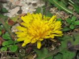 genus Taraxacum. Соцветие. Крым, окр. Феодосии, Курортное, набережная, между тротуарными плитами. 3 ноября 2013 г.