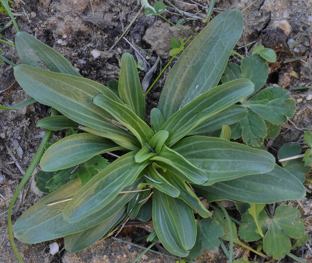 Image of genus Centaurium specimen.