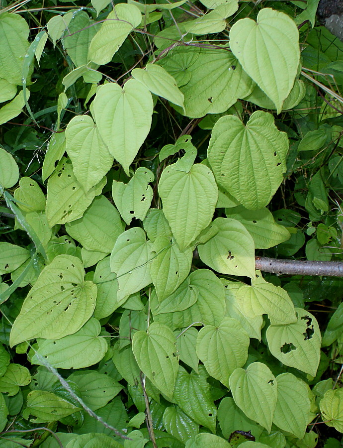 Image of Dioscorea villosa specimen.