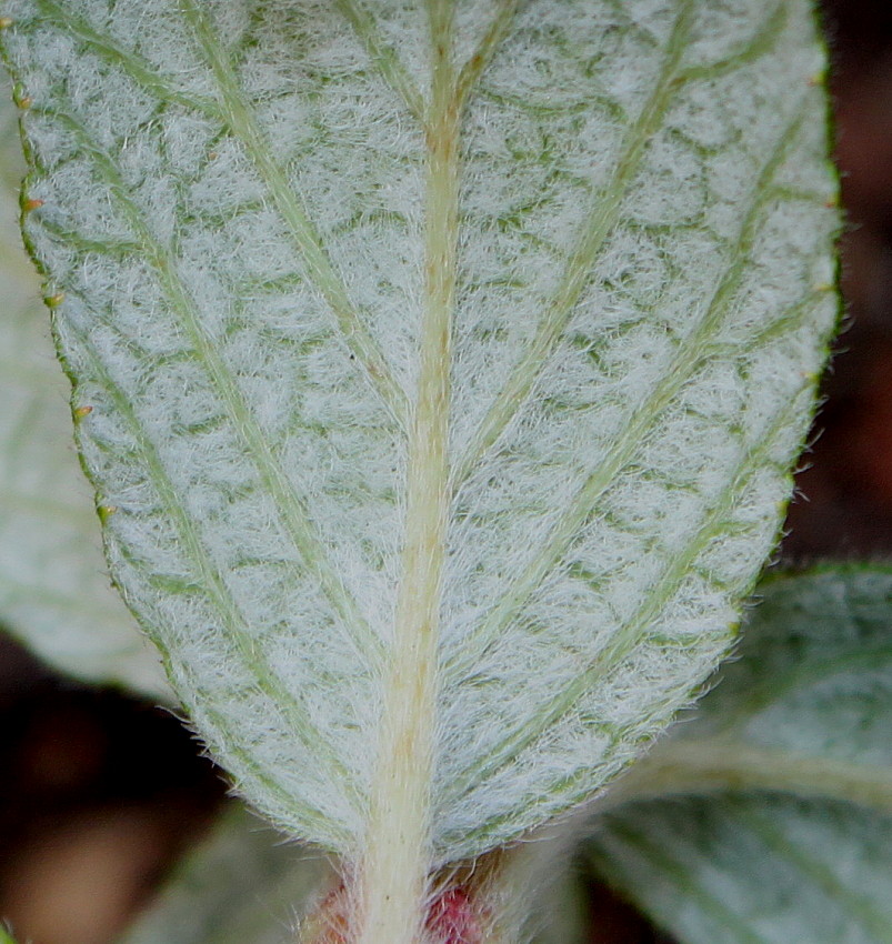 Image of Jamesia americana specimen.