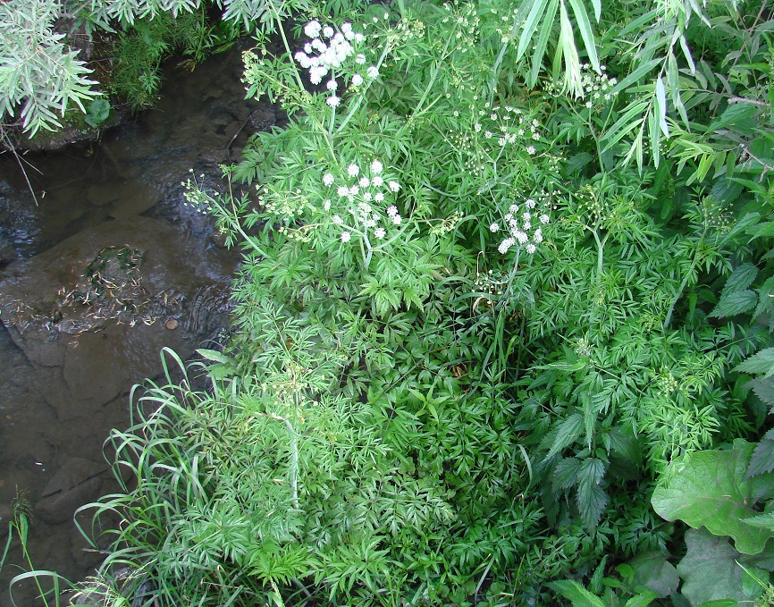 Image of Cicuta virosa specimen.