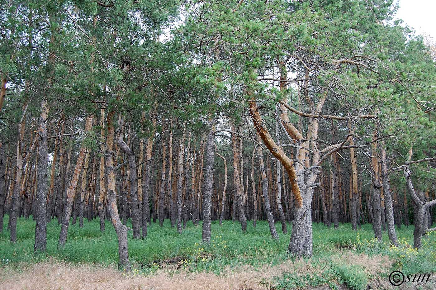 Изображение особи Pinus sylvestris.