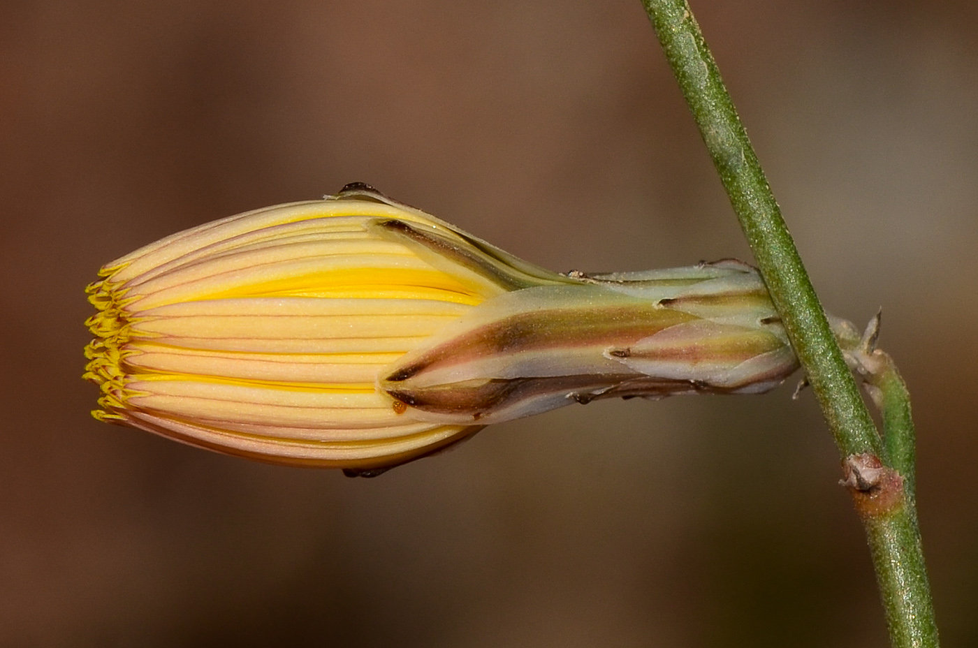 Image of Launaea nudicaulis specimen.