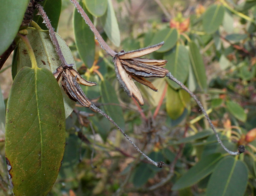 Image of Rhododendron campylocarpum specimen.