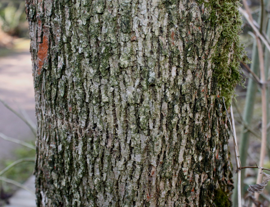 Image of Fraxinus velutina var. coriacea specimen.